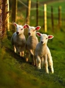 lambs