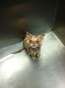 wet kitty