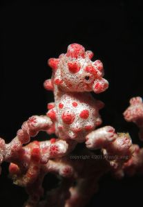 Bargibanti Pygmy Seahorse