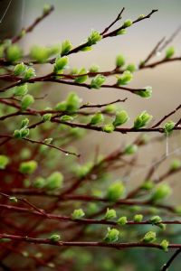budding tree