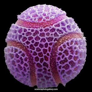 Passion Flower Pollen
