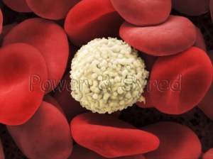 Red and White Blood Cells