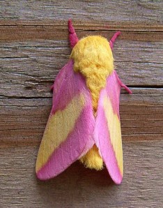 Rosy Maple Moth