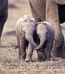 elephant hug