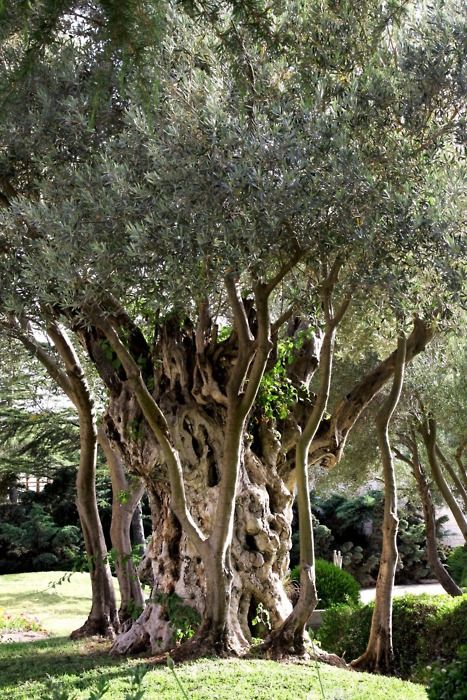 old olive tree Jerusalem