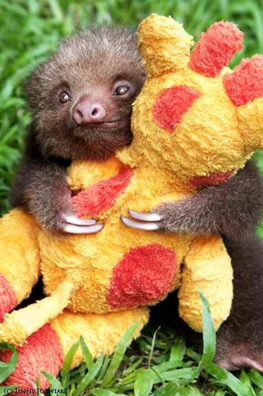 sloth hug