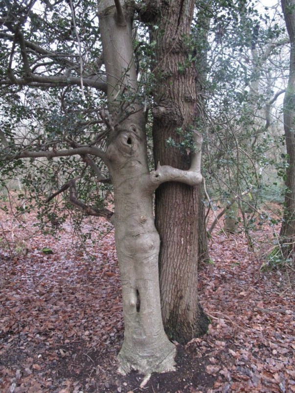 tree hug