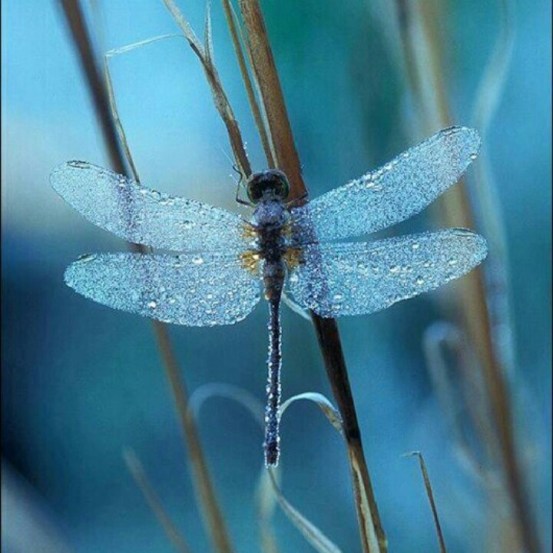 dragonfly