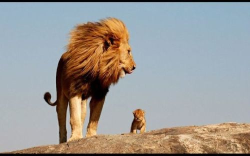 lion and cub1