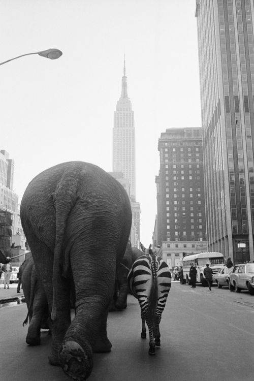 NYC 1968 Circus in town