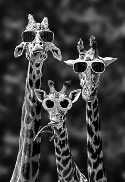 summer giraffes