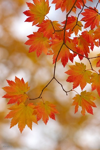 maple pattern by Sky-Genta on Flickr