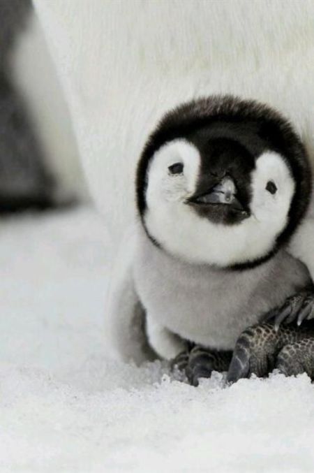 penguin chick