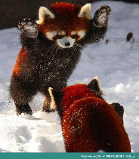 red pandas in snow