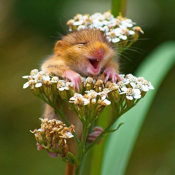 happy chipmunk