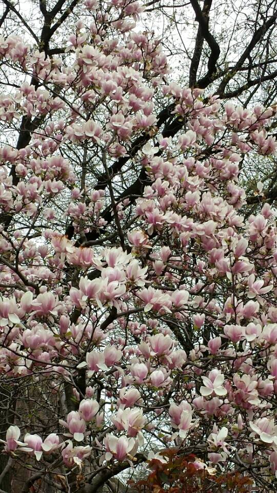 Magnolia in bloom