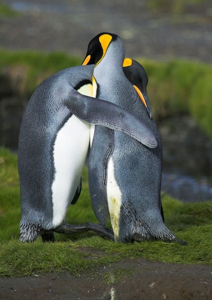 penguin hug