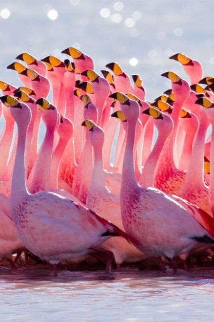 Flamingos. Alex Shar