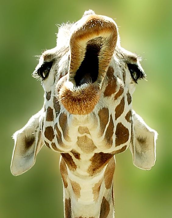 Giraffe