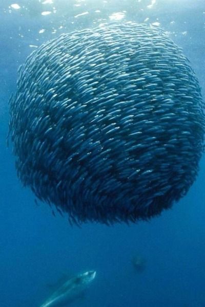 school of fish