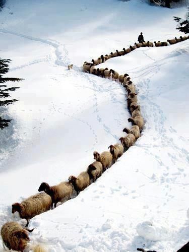 Sheep in line--Photo credit unknown