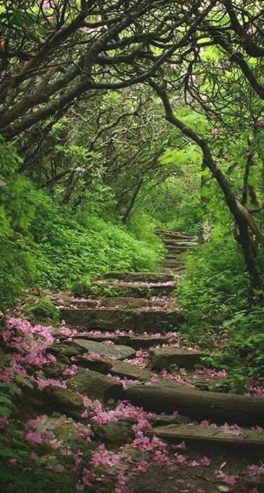 Craggy Garden on Blue Ridge Pkwy NC July04Girl