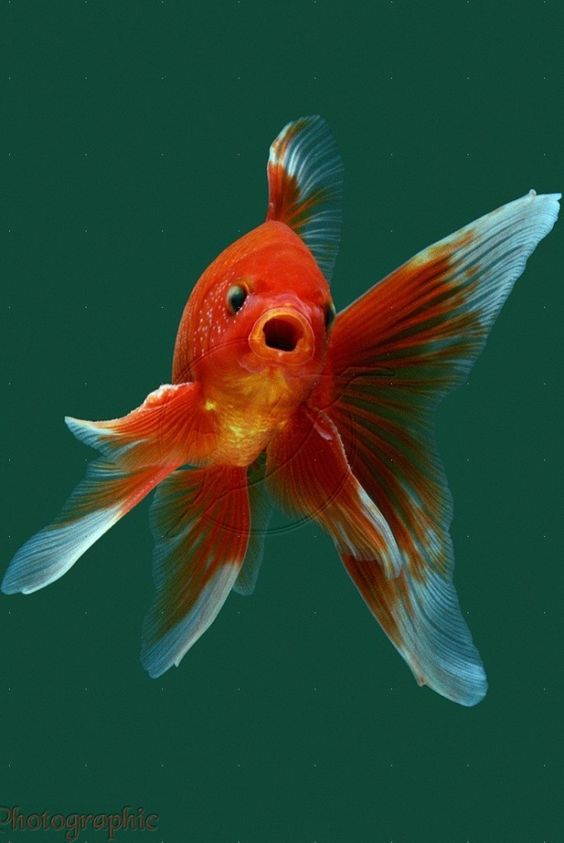 Goldfish