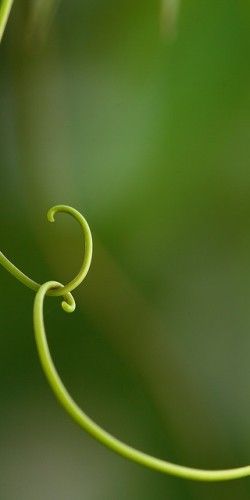 Passion Fruit plants: Intertwined