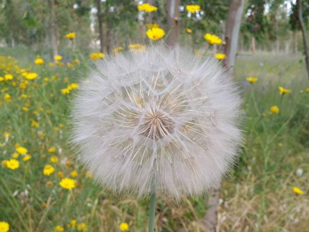 Park Alonim by Orly fuchs galchen