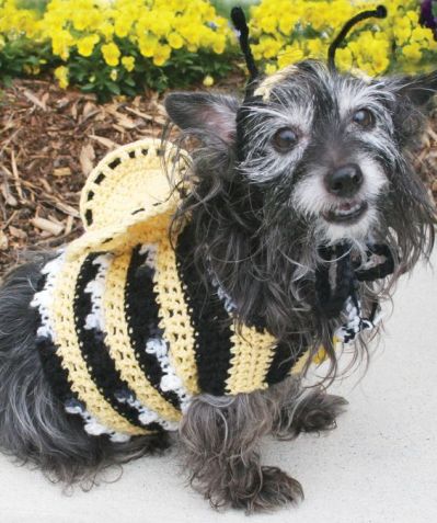 http://www.redheart.com/free-patterns/dogs-crochet-bumble-bee-costume