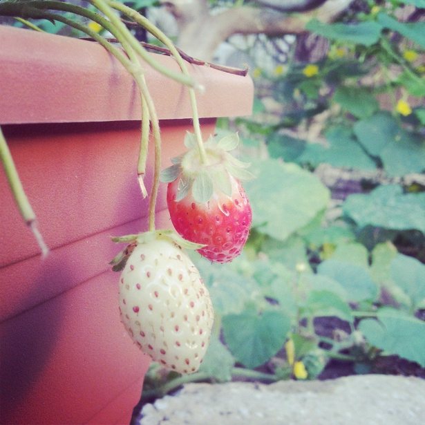 Strawberries DvoraFreedman