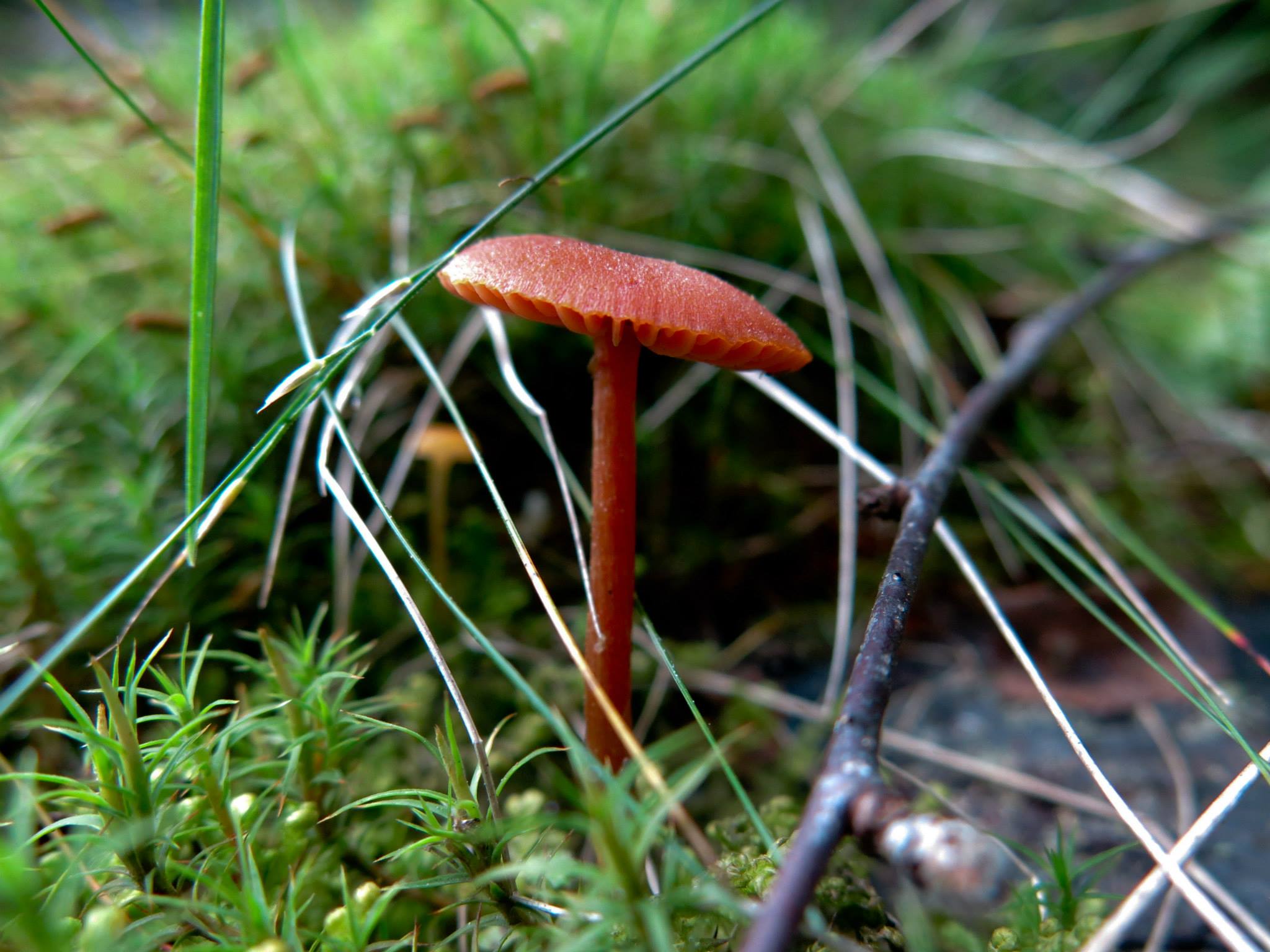 10629487_10203424080895476_6599992313352834587_o