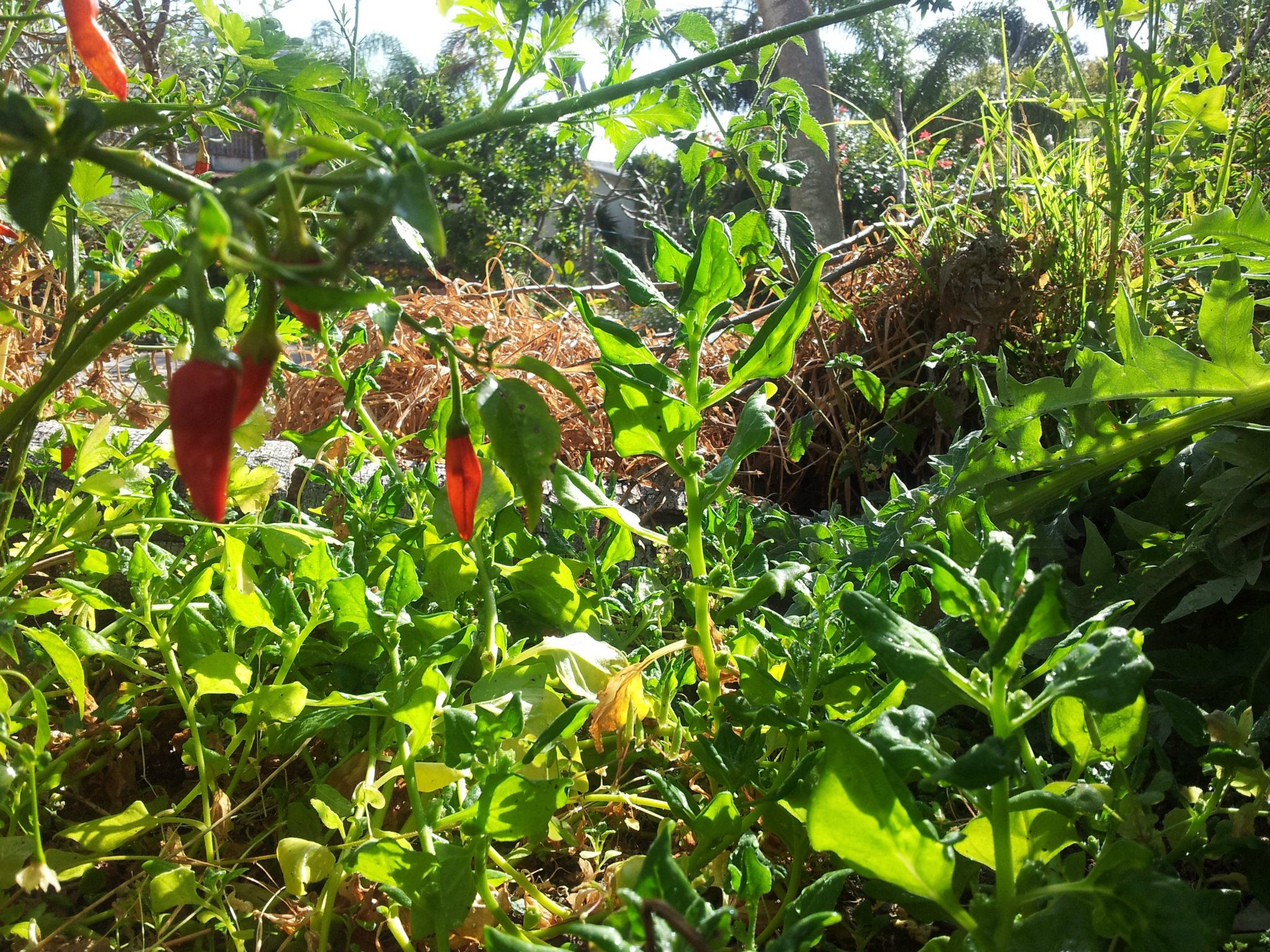 Chillies and Spinach DvoraFreedman