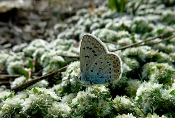 butterfly2 AmitaiAsif