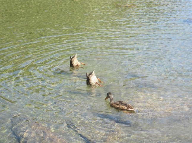 duck duck duck OfirAsif