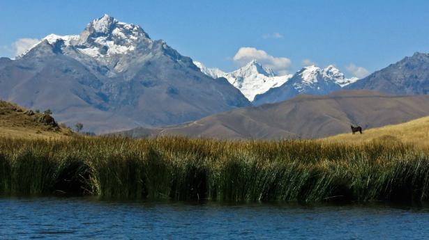 Peru horse AmitaiAsif