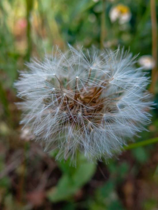 dandalion AmitaiAsif