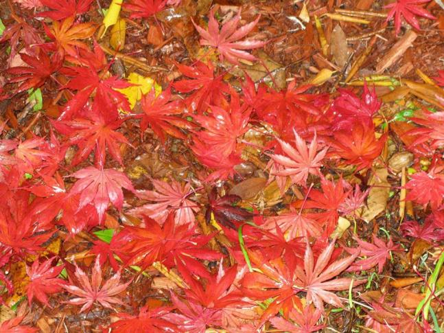 Fall NYC ArletteLoeser