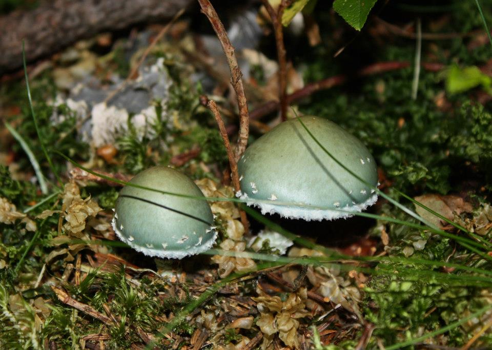 green shrooms AmitaiAsif