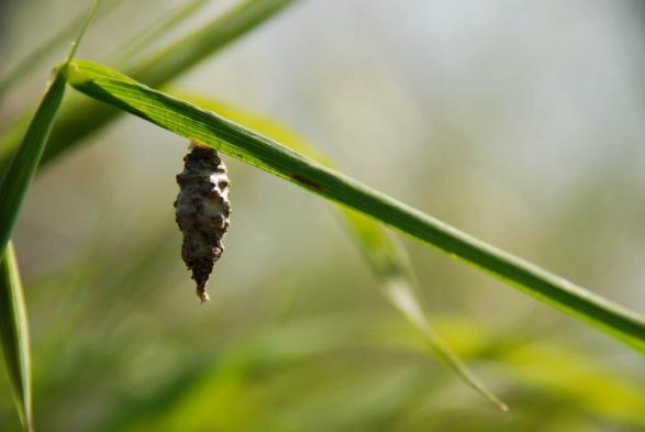 chrysalis AmitaiAsif