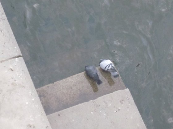 Pigeon Pair OfirAsif