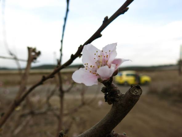 Almond bloom AmitaiAsif