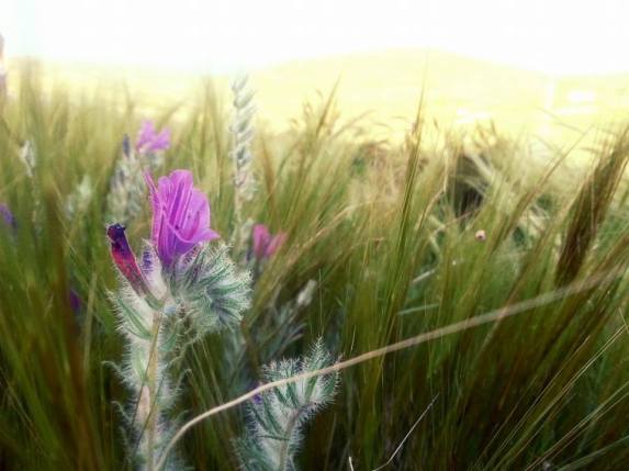 beauty in the weeds AtaraKatz