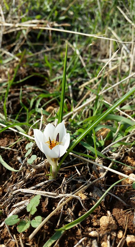 breakthrough Jordan Valley AtaraKatz