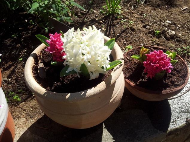 Contrast DvoraFreedman