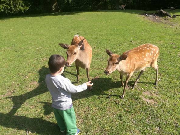 Deer two SmadarHalperinEpshtein