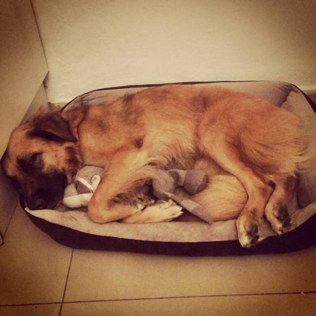 Joey asleep InbarAsif