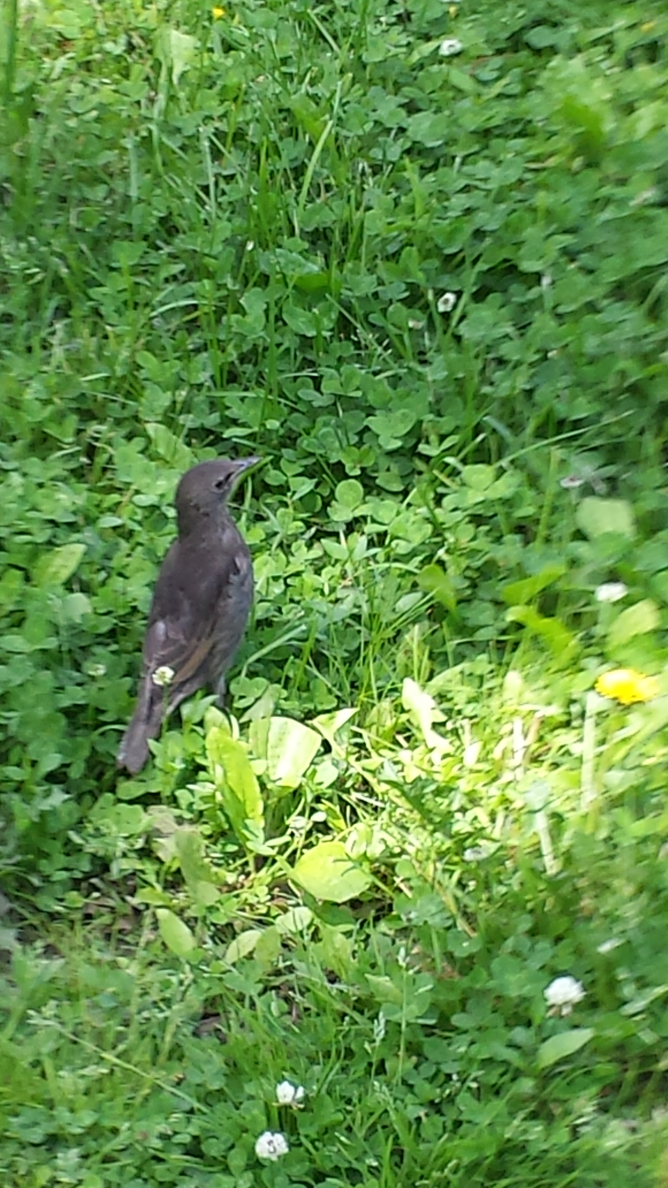 Starling NYC NaamaYehuda