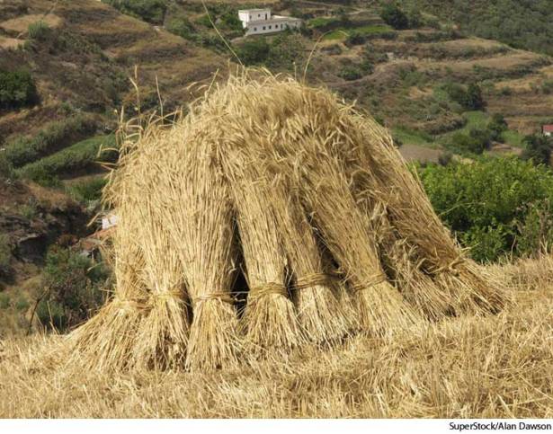 SuperStock AlanDawson