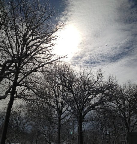 Central Park after the storm